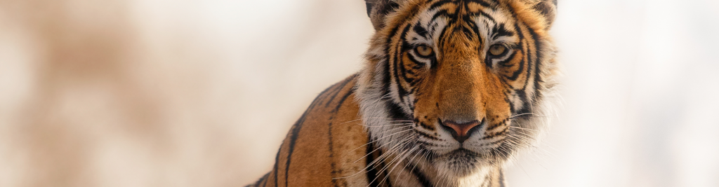 Your Ultimate Blog for Trending Topics, Insights, Tips, and Updates – Play – Post 2