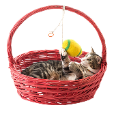 Demo Product 1 - Cat Basket Toy