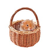 Demo Product 2 - Cat Basket Toy