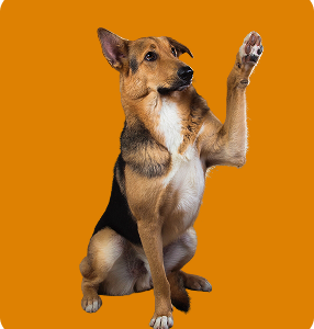 Demo Product 1 - Dogs