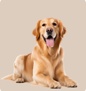 Demo Product 2 - Dogs