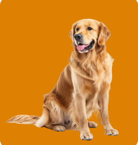 Demo Product 3 - Dogs