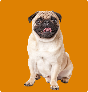 Demo Product 4 - Dogs