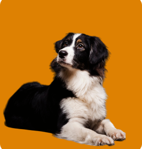 Demo Product 6 - Dogs