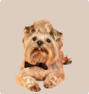 Demo Product 7 - Dogs