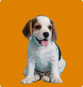 Demo Product 8 - Dogs